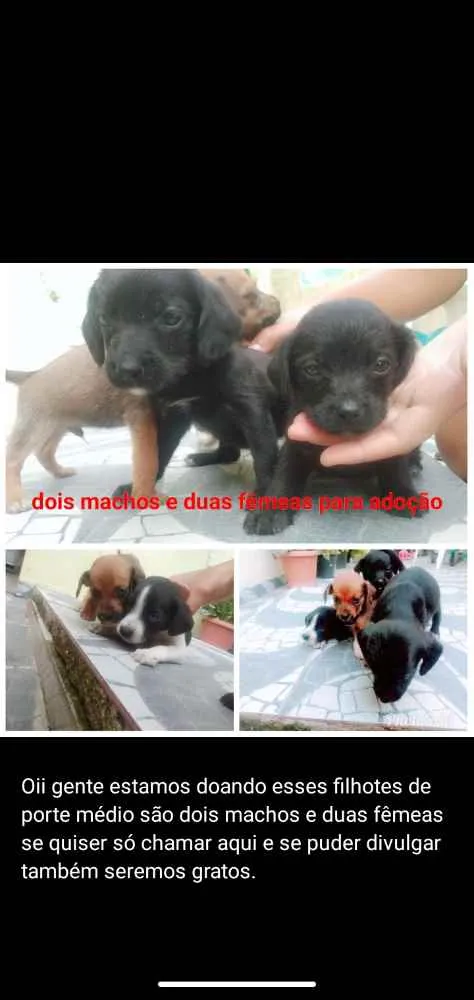Cachorro raça Vira lata idade 2 a 6 meses nome Xuxu