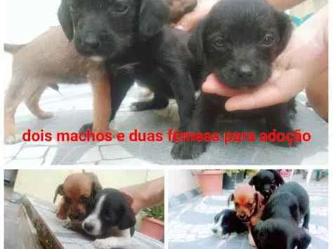Cachorro raça Vira lata idade 2 a 6 meses nome Xuxu