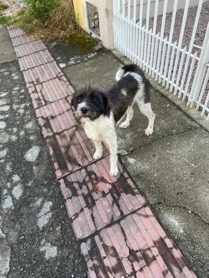 Cachorro ra a  idade 2 anos nome Não sei 
