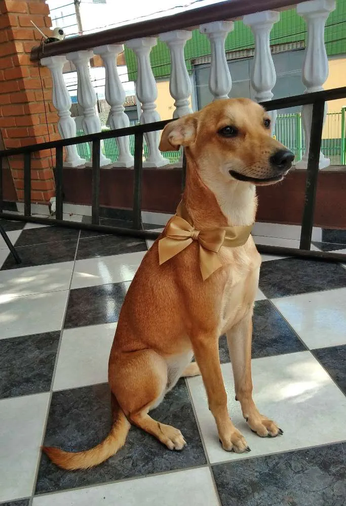 Cachorro ra a Vira Lata idade 2 a 6 meses nome Katty