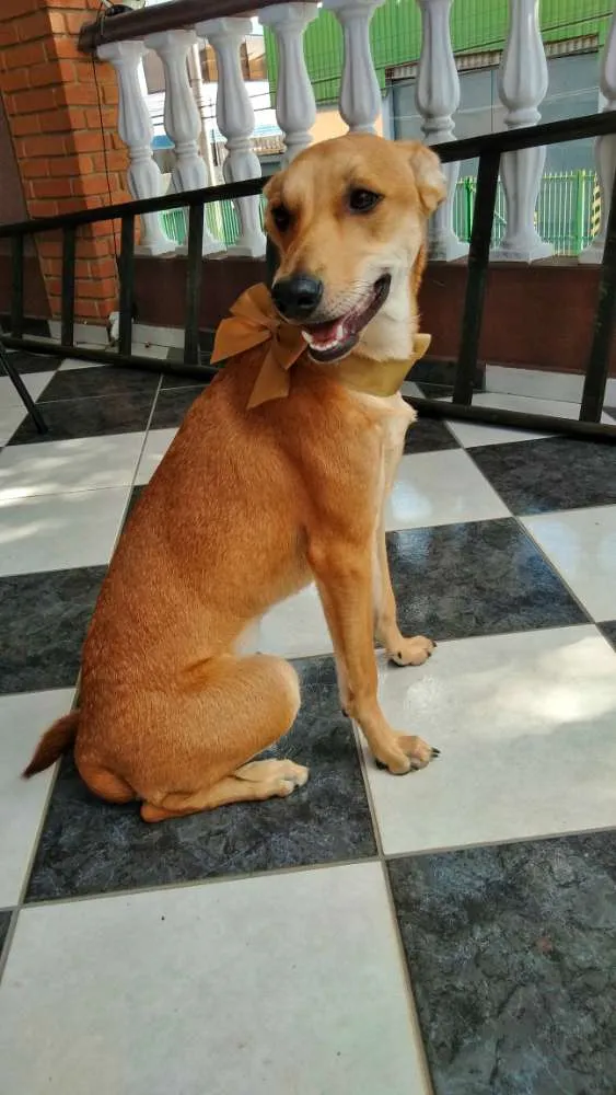 Cachorro ra a Vira Lata idade 2 a 6 meses nome Katty