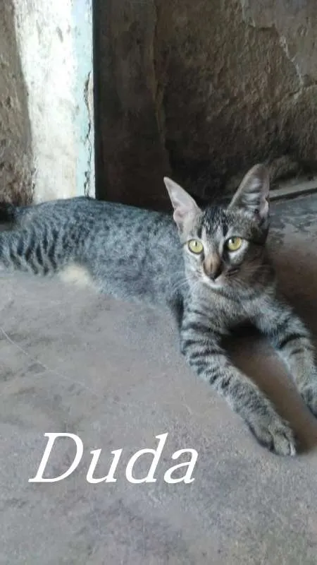 Gato ra a  idade 2 a 6 meses nome DUDA
