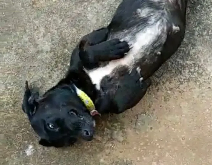 Cachorro ra a SRD idade 2 a 6 meses nome Meg 