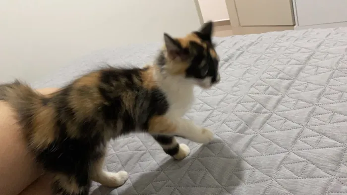 Gato ra a Não sei  idade 2 a 6 meses nome Mel