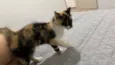 Mel
