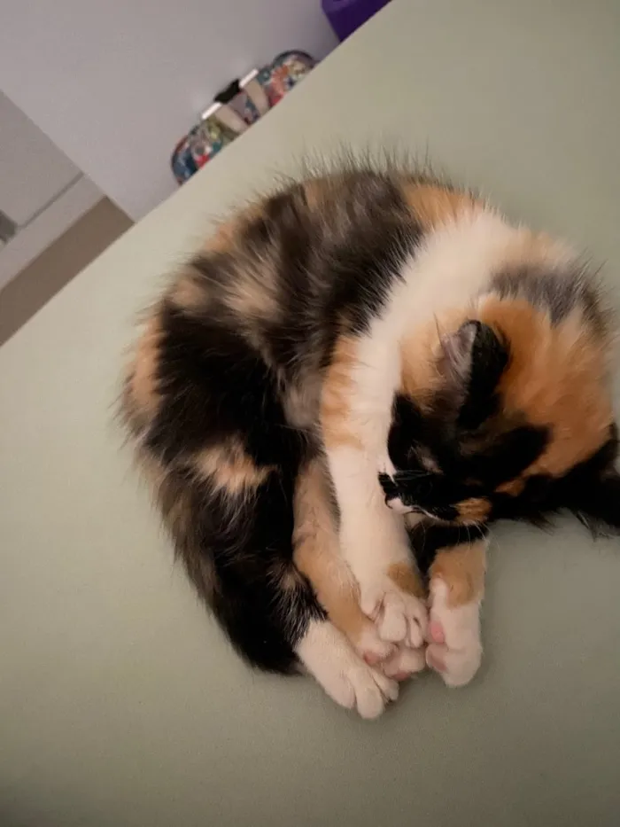 Gato ra a Não sei  idade 2 a 6 meses nome Mel