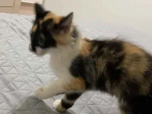 Gato raça Não sei  idade 2 a 6 meses nome Mel