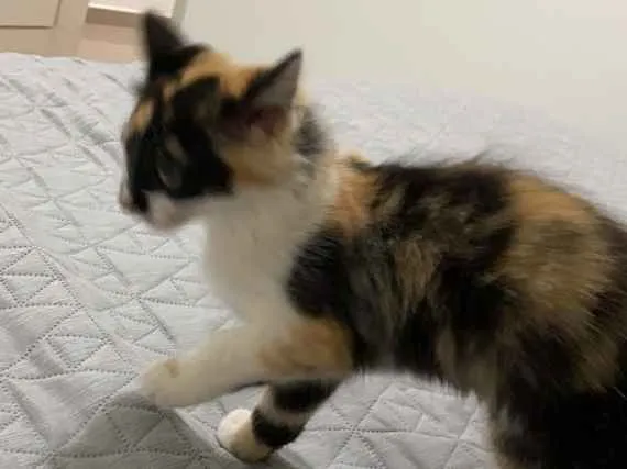Gato ra a Não sei  idade 2 a 6 meses nome Mel