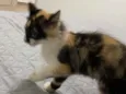 Mel