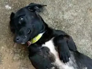 Cachorro raça SRD idade 2 a 6 meses nome Meg 