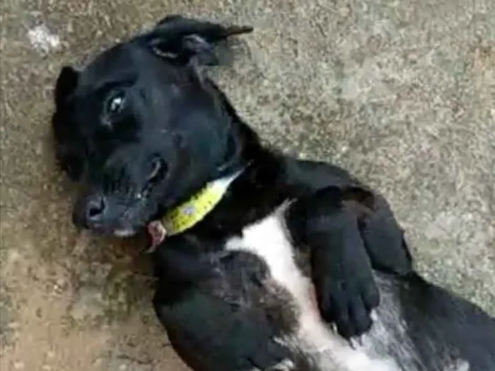 Cachorro ra a SRD idade 2 a 6 meses nome Meg 