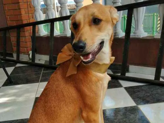 Cachorro ra a Vira Lata idade 2 a 6 meses nome Katty