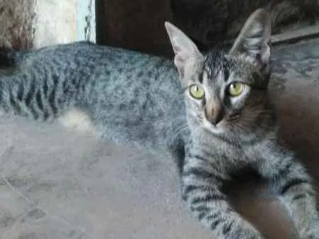 Gato ra a  idade 2 a 6 meses nome DUDA