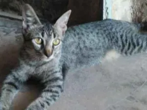 Gato raça  idade 2 a 6 meses nome DUDA