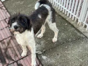 Cachorro raça  idade 2 anos nome Não sei 