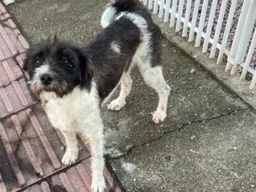 Cachorro ra a  idade 2 anos nome Não sei 