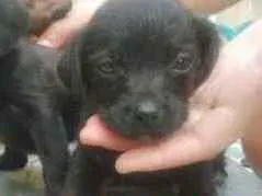 Cachorro raça Vira lata idade 2 a 6 meses nome Xuxu