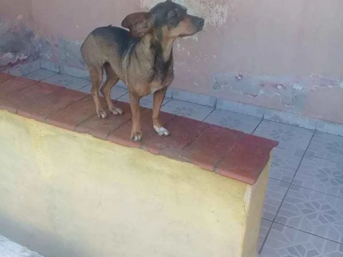 Cachorro ra a Mestiça virá lata bassé pinsch idade 4 anos nome Kira