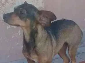 Cachorro raça Mestiça virá lata bassé pinsch idade 4 anos nome Kira