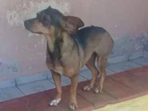 Cachorro raça Mestiça   idade 4 anos nome Kira