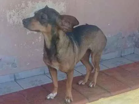 Cachorro ra a Mestiça   idade 4 anos nome Kira