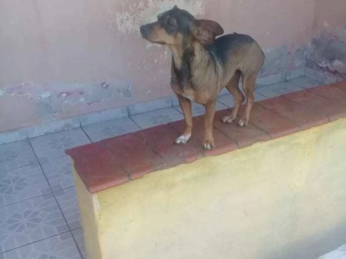 Cachorro ra a Mestiça   idade 4 anos nome Kira