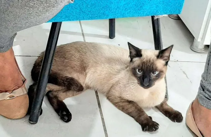 Gato raça Srd idade 7 a 11 meses nome Tom