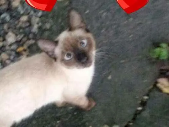 Gato raça Srd idade 7 a 11 meses nome Tom