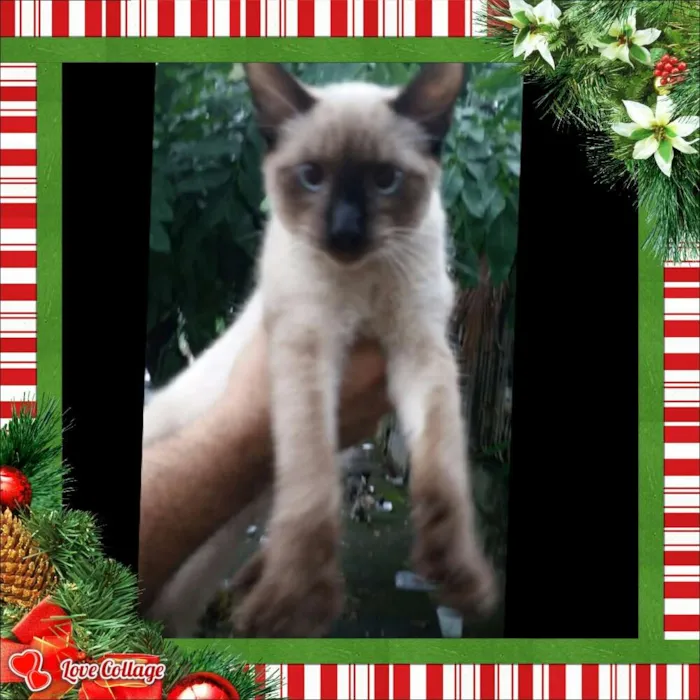 Gato raça Srd idade 7 a 11 meses nome Tom