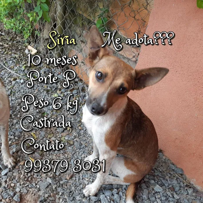 Cachorro raça SRD idade 7 a 11 meses nome Síria 