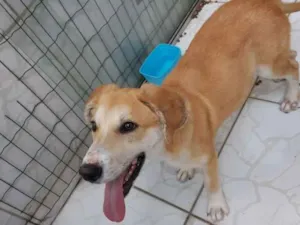 Cachorro raça SRD idade 2 a 6 meses nome Nick 