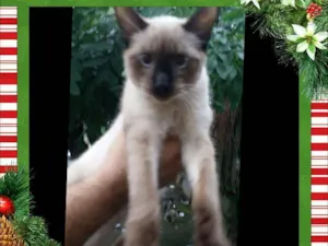 Gato raça Srd idade 7 a 11 meses nome Tom