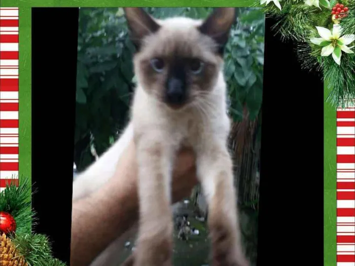 Gato raça Srd idade 7 a 11 meses nome Tom