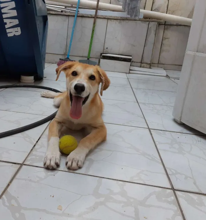 Cachorro raça SRD idade 2 a 6 meses nome Nick 