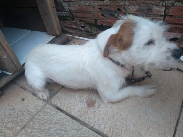 Cachorro ra a Vira lata idade 7 a 11 meses nome Maik
