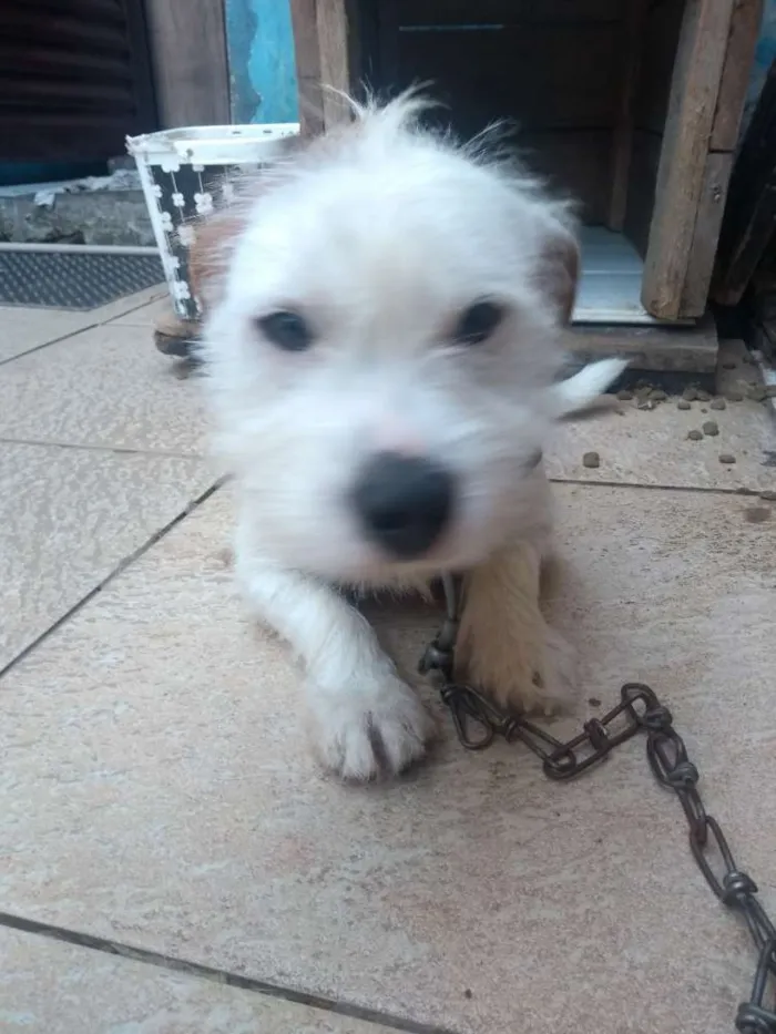 Cachorro ra a Vira lata idade 7 a 11 meses nome Maik