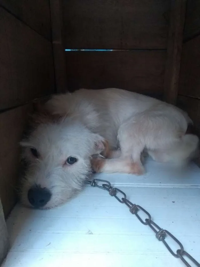 Cachorro ra a Vira lata idade 7 a 11 meses nome Maik