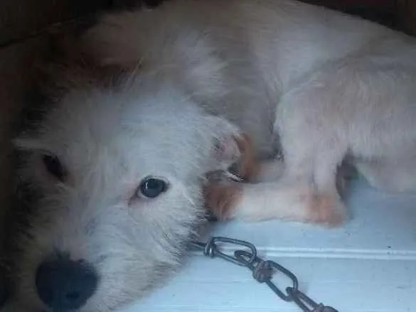 Cachorro ra a Vira lata idade 7 a 11 meses nome Maik