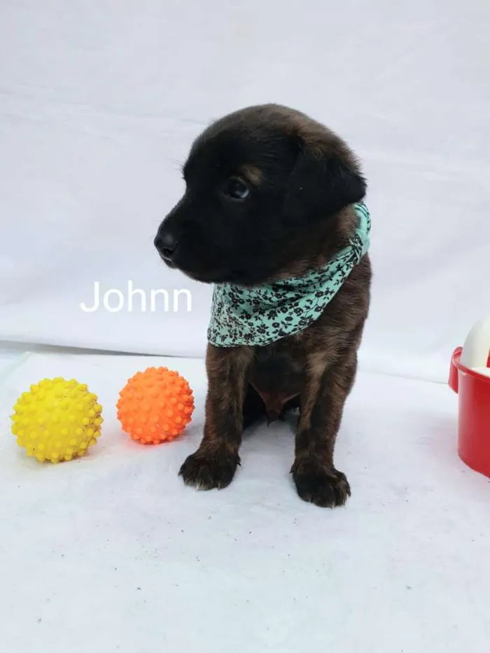 Cachorro ra a  idade Abaixo de 2 meses nome Johnn