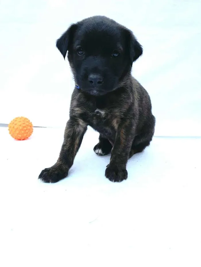 Cachorro ra a  idade Abaixo de 2 meses nome Johnn