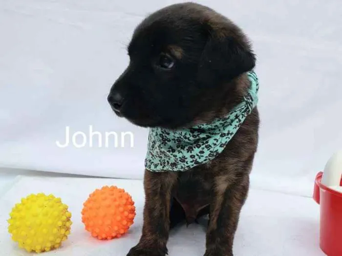 Cachorro ra a  idade Abaixo de 2 meses nome Johnn