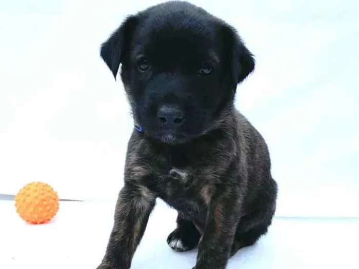 Cachorro ra a  idade Abaixo de 2 meses nome Johnn