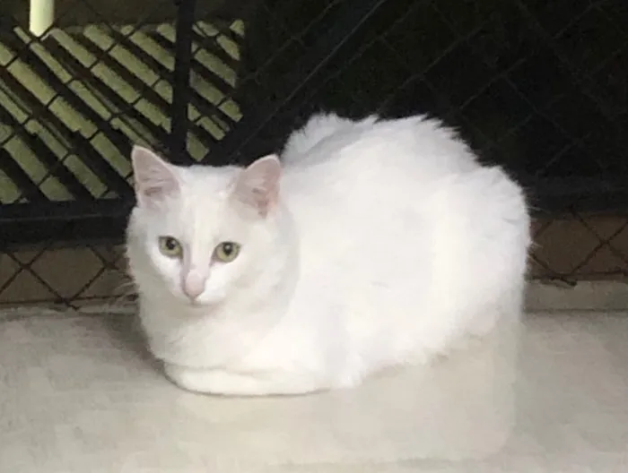 Gato ra a Srd idade 1 ano nome Branca e Bia