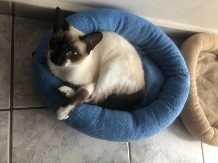 Gato ra a Srd idade 1 ano nome Branca e Bia