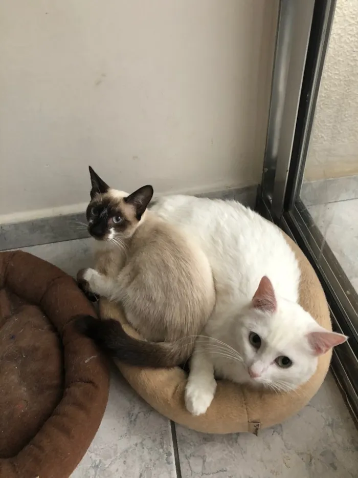 Gato ra a Srd idade 1 ano nome Branca e Bia