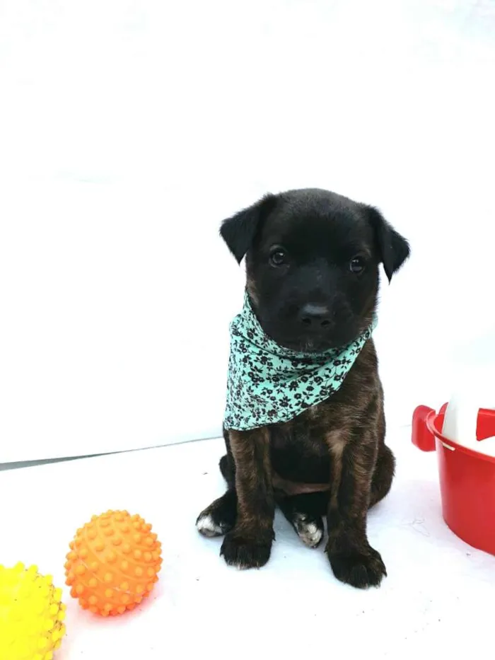 Cachorro ra a  idade Abaixo de 2 meses nome Johnn