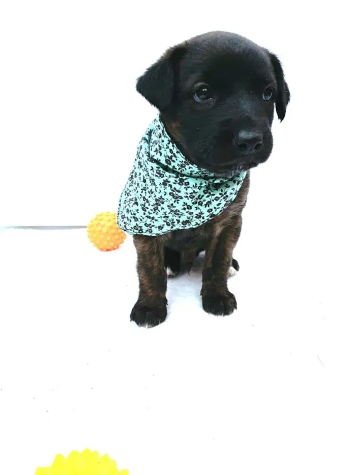 Cachorro ra a  idade Abaixo de 2 meses nome Johnn