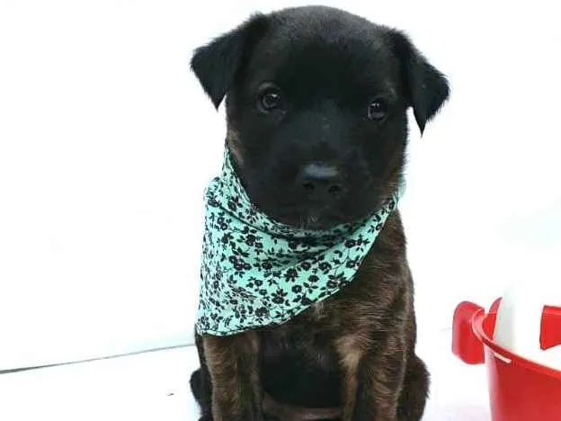 Cachorro ra a  idade Abaixo de 2 meses nome Johnn