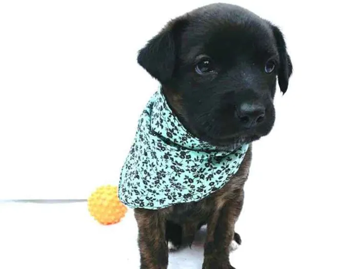Cachorro ra a  idade Abaixo de 2 meses nome Johnn
