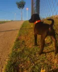 Cachorro raça Vira lata  idade 2 a 6 meses nome Kyara 